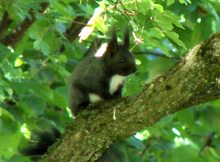 DSC00154 (700x518, 233Kb)