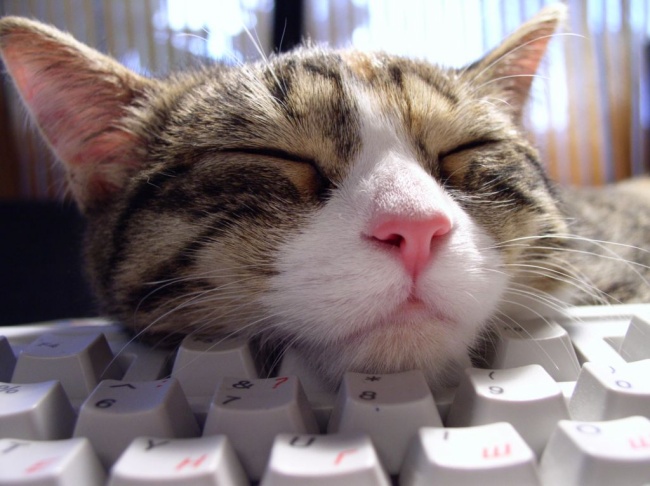 Котенок на клавиатуре фото