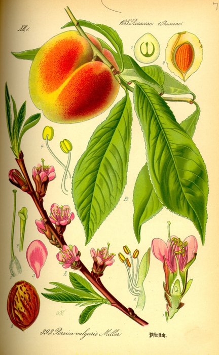 3317942_Illustration_Prunus_persica0 (432x700, 268Kb)