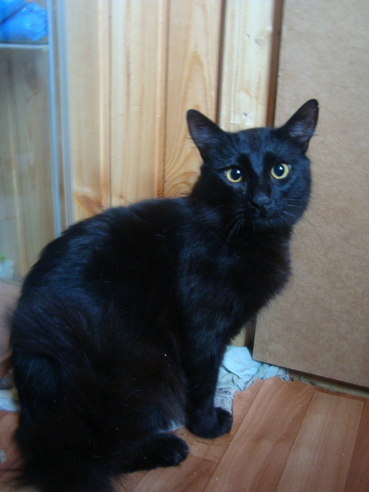 DSC09174 (525x700, 187Kb)