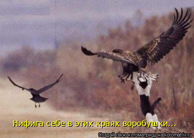 0b1472b60c21db57660e5fffdabaf605 (650x464, 41Kb)
