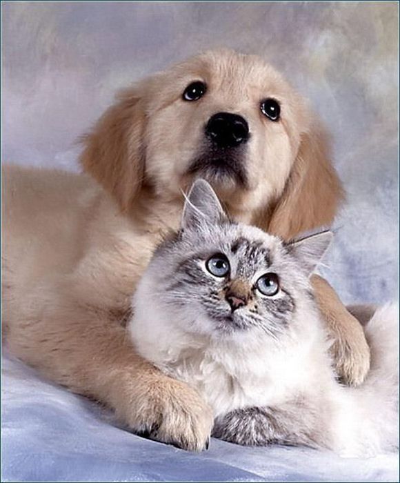 0b0e04c38fa41e4539544b9833486de6 (580x700, 61Kb)