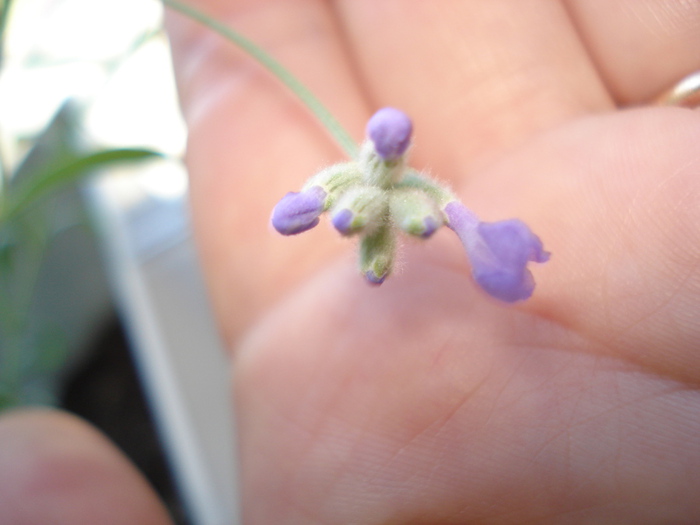 DSC02634 (700x525, 93Kb)