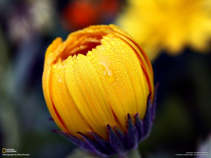280-800x600 (700x525, 65Kb)