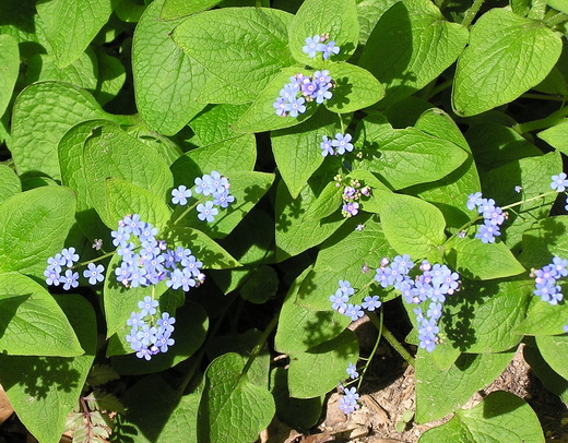 1_Brunnera (520x406, 134Kb)