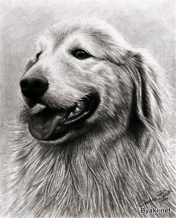 dog 2 (364x450, 71Kb)