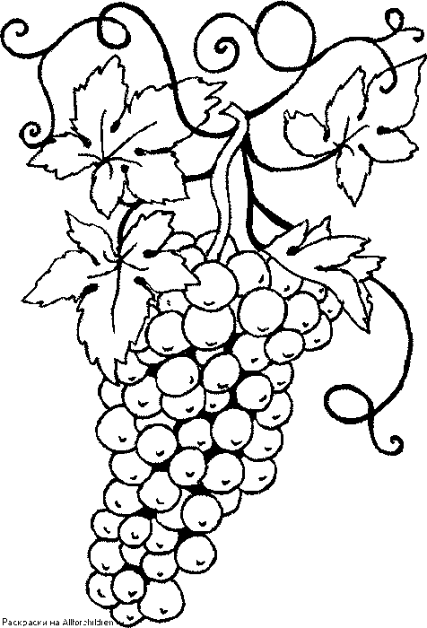 grape19 (476x700, 12Kb)