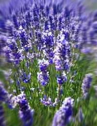 3366971_lavanda (200x259, 11Kb)