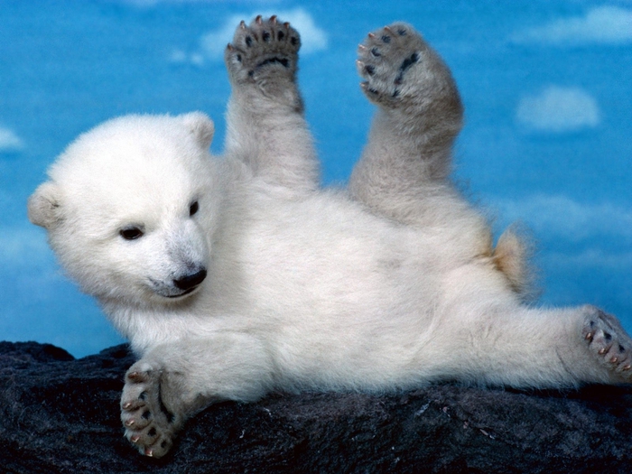 Whoops! Polar Bear (700x525, 268Kb)
