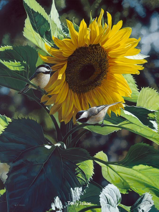 901fe20f58a7 (522x700, 418Kb)