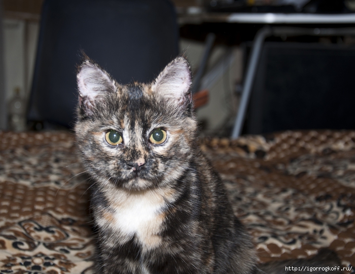 2830149_DSC_6631 (700x540, 245Kb)