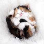 82463626_large_Kitten7_large (170x170, 45Kb)