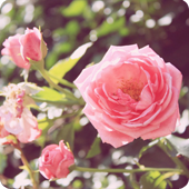 82463649_large_tumblr_lvywi63o121r6hdpno1_500_large (170x170, 66Kb)
