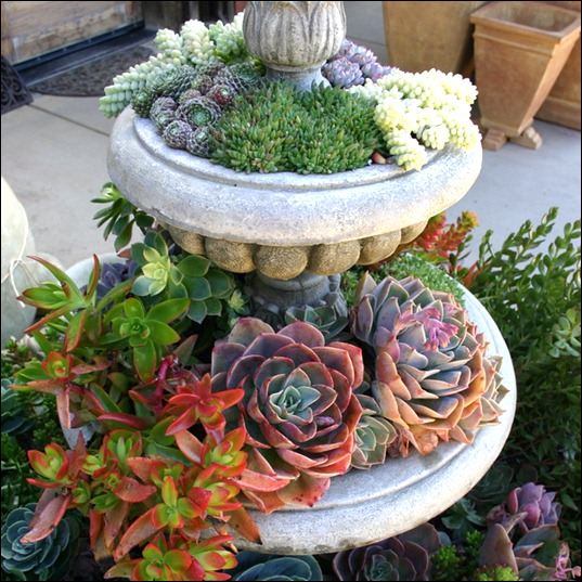 succulent-garden-in-home-and-outdoor_thumb[11] (537x537, 126Kb)