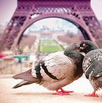 tumblr_lwo8fnrpQF1qc5n53o1_500_large (150x151, 61Kb)