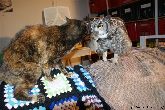 1320578221_caring_owl_02 (700x466, 186Kb)