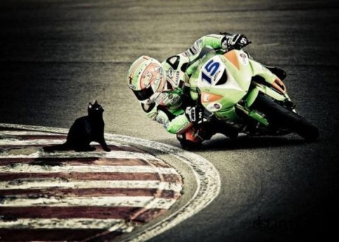 83105998_kotye_i_moto (483x345, 42Kb)