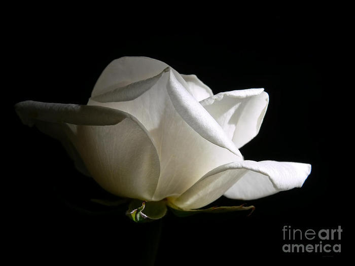 -white-rose-glow-jennie-marie-schell (700x525, 21Kb)