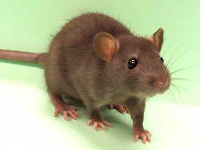 rat (400x300, 12Kb)