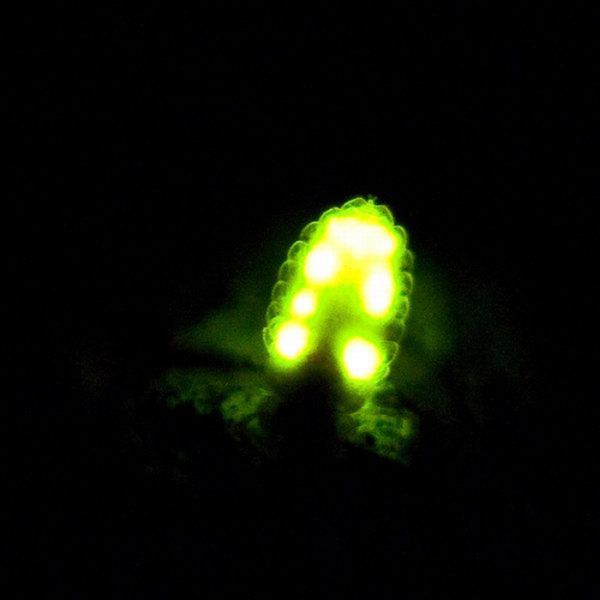 Firefly_14 (600x600, 15Kb)