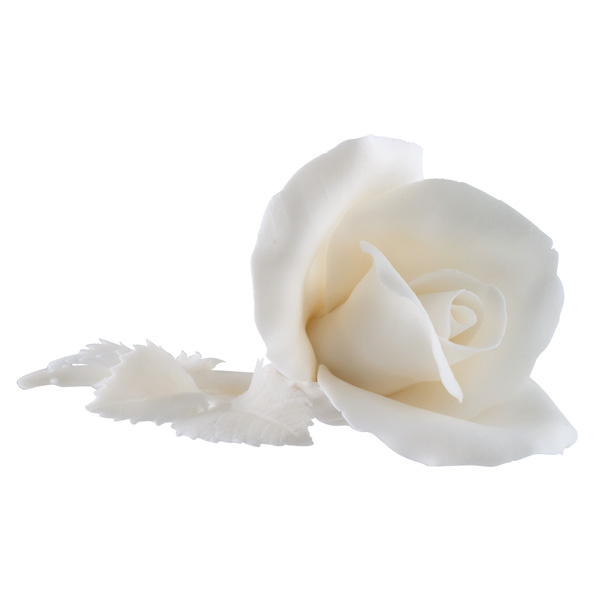 Лепестками белых роз. Лепестки белых роз. Белые лепестки роз на прозрачном фоне. Белые лепестки на белом фоне. Лепестки белых роз без фона.