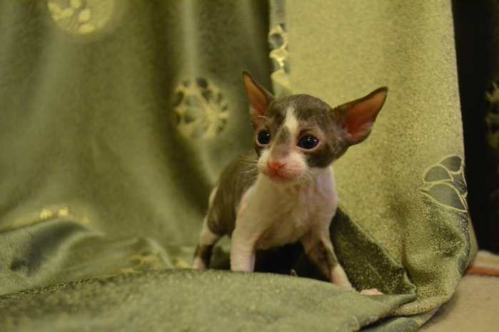 1102391_DSC_0603 (700x466, 215Kb)