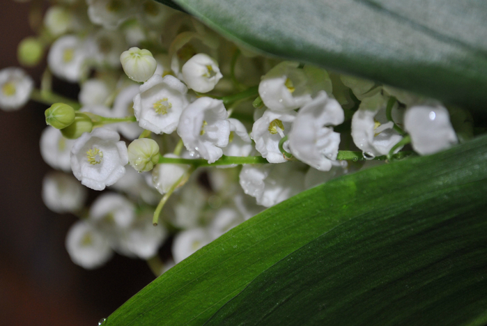 DSC_1927 (700x468, 330Kb)