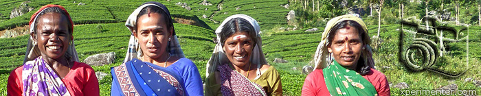 sri_lanka_chaynaya_plantaciya_xperimenter_baner (700x140, 82Kb)
