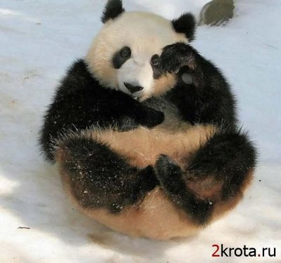 1211206932_samaja-smeshnaja-panda_8480_s__4 (400x375, 27Kb)