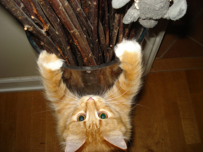 DSC02432 (700x525, 169Kb)