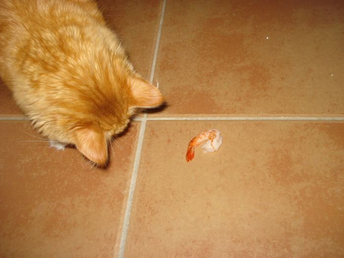 DSC02413 (700x525, 172Kb)