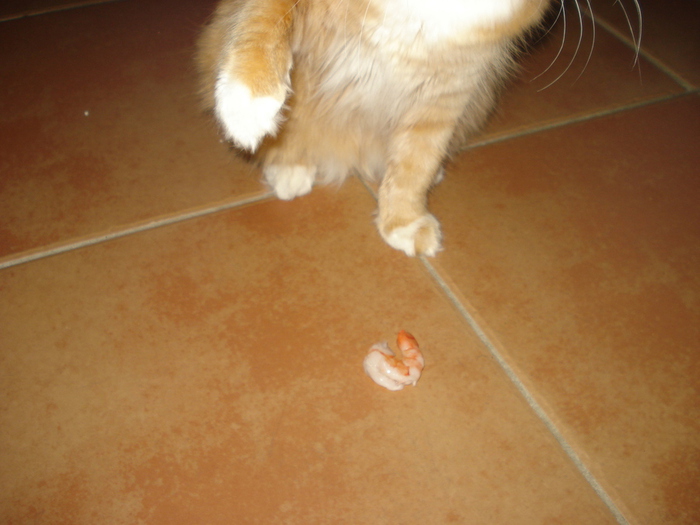 DSC02414 (700x525, 154Kb)