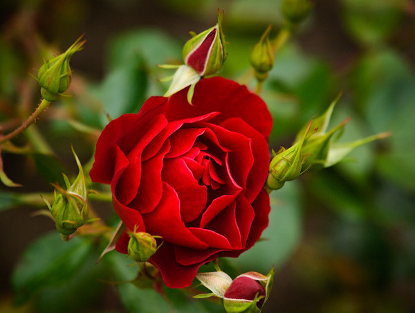 0_16920_7311bd85_XL (600x452, 70Kb)