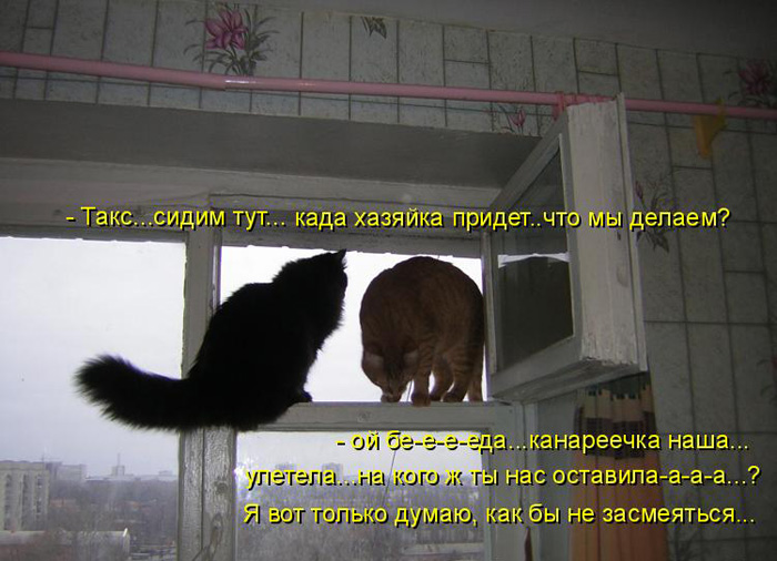 prikolnye-koty-i-sobaki-20 (700x506, 121Kb)