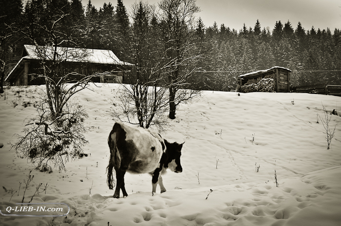 DSC_0437 (700x464, 357Kb)