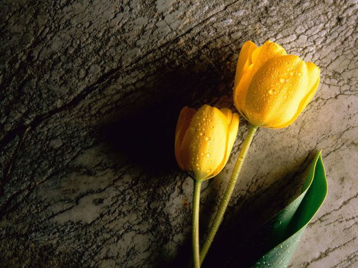 tulips_08 (700x525, 81Kb)