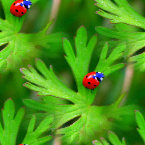 62581761_1809939 (600x600, 82Kb)