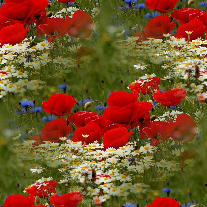 62581929_57789089_206 (700x700, 433Kb)