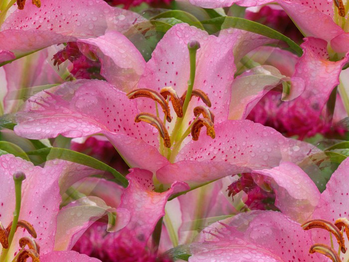 AsiaticLilyWashington (700x525, 106Kb)