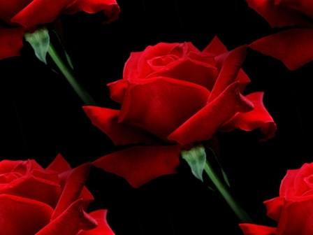 ASingleRedRose (448x336, 12Kb)
