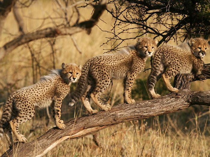 cheetah-cubs-south-africa_48267_990x742 (700x524, 99Kb)