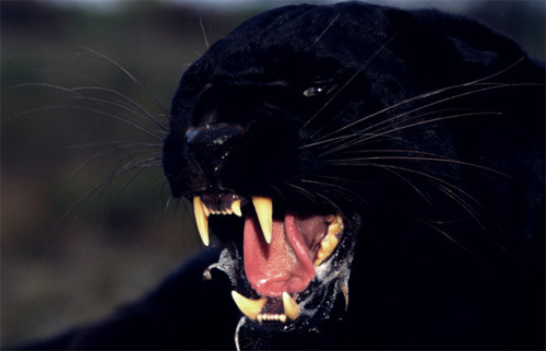 1772809_tumblr_lyo10e8CZA1qhi11io1_500_large (500x321, 50Kb)