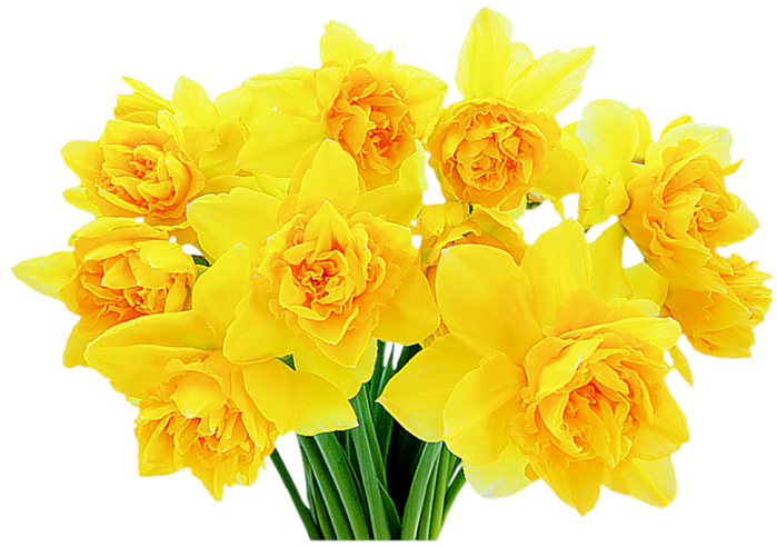 83851497_zheltuye_narcissuy (150x92, 467Kb)