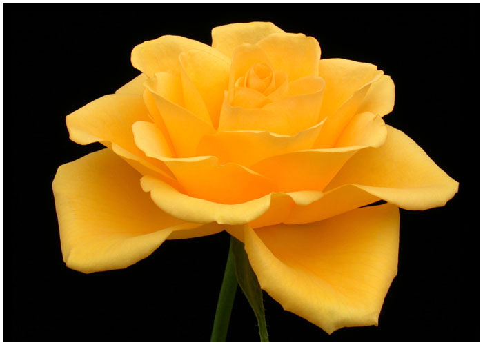 3623822_0_868a6_2972ac56_orig (700x500, 68Kb)