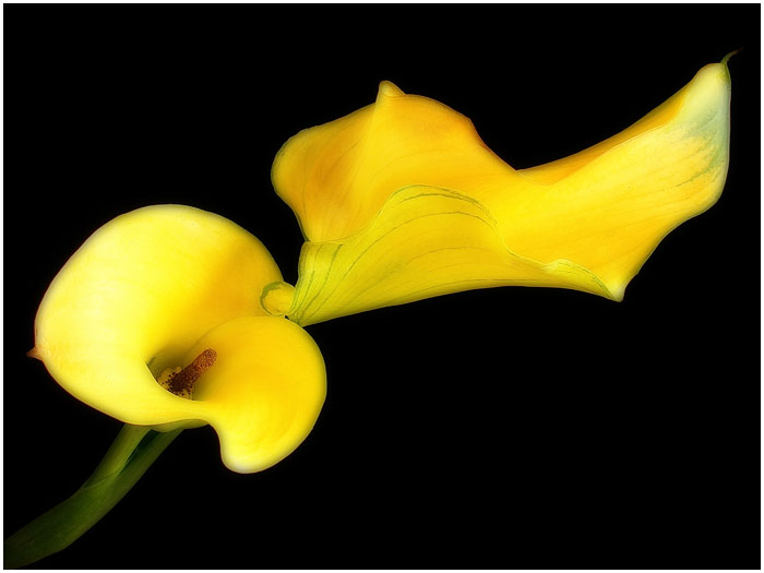 3623822_0_868cc_310f8520_orig (700x525, 56Kb)