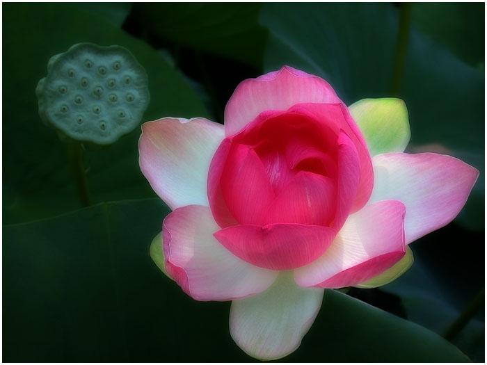 3623822_0_868c5_2cf37f8d_orig (700x525, 65Kb)