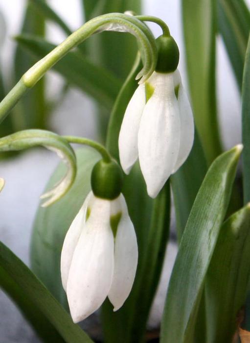 40685977.0503110162Snowdrops (511x700, 34Kb)