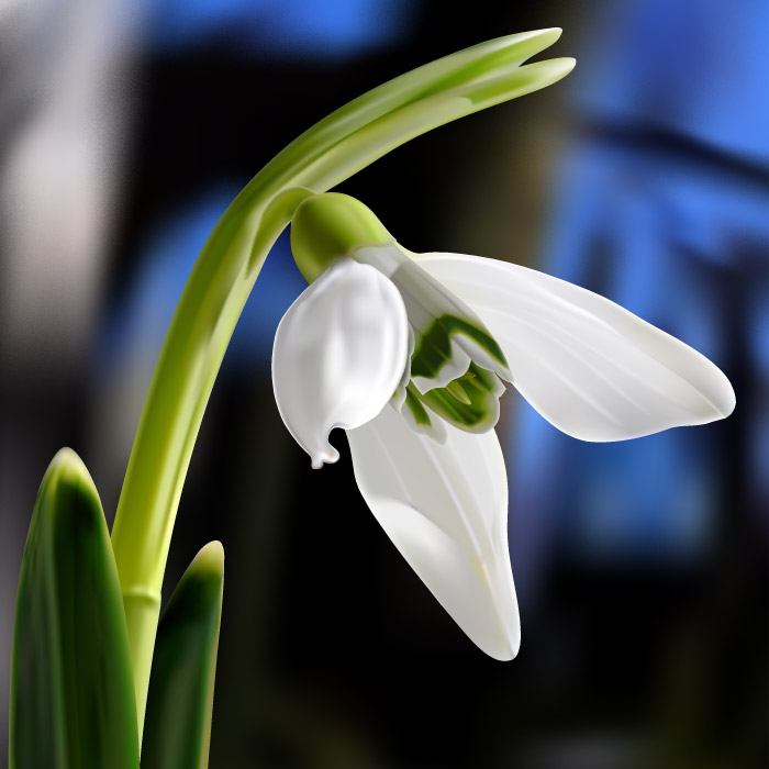 dphclub.com_1205516235snowdrop_by_barry07101963 (700x700, 67Kb)