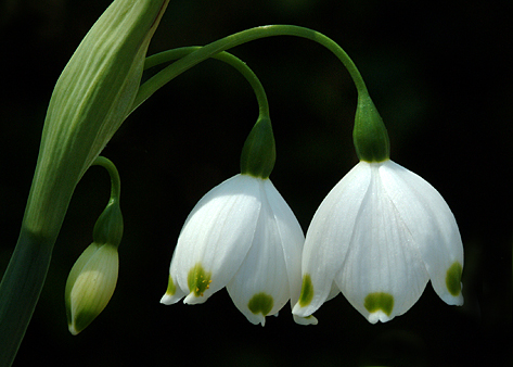 snowdrops (473x338, 164Kb)