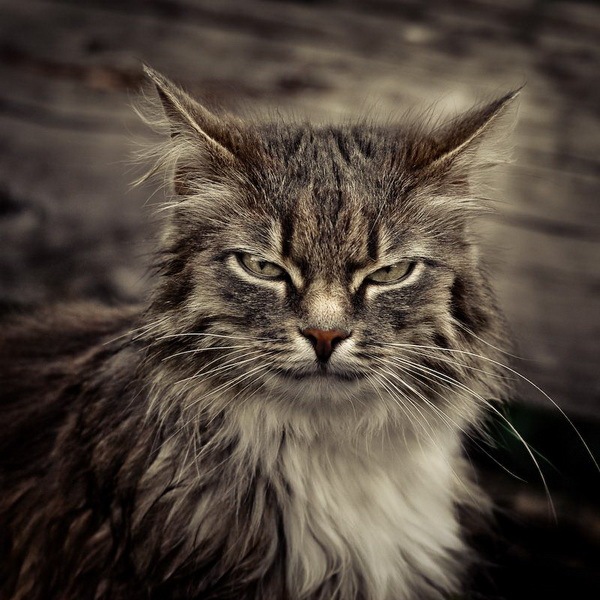 nagano_cat (600x600, 115Kb)